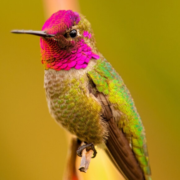 annas-hummingbird-male-bird-1140x1140-dQQVwnvE8-1.jpeg